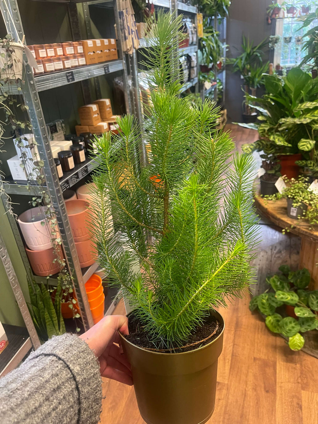 Pinus pinea Silver Crest Ø17cm 50cm