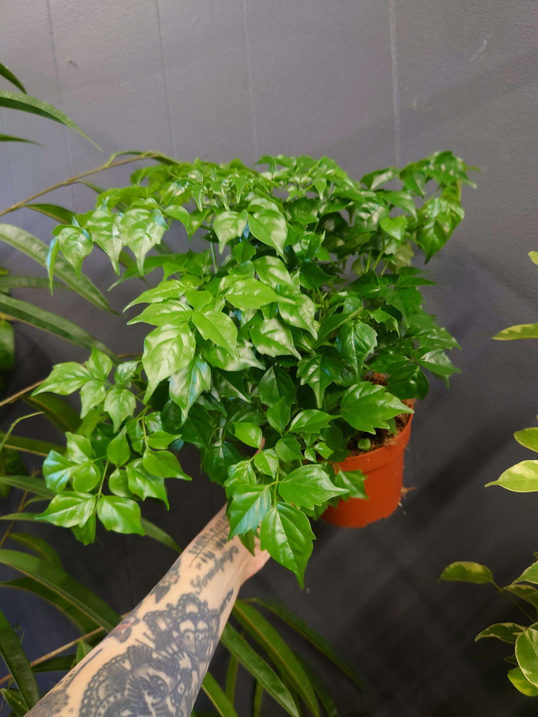 Radermachera sinica - China Doll Plant Ø12cm 30cm