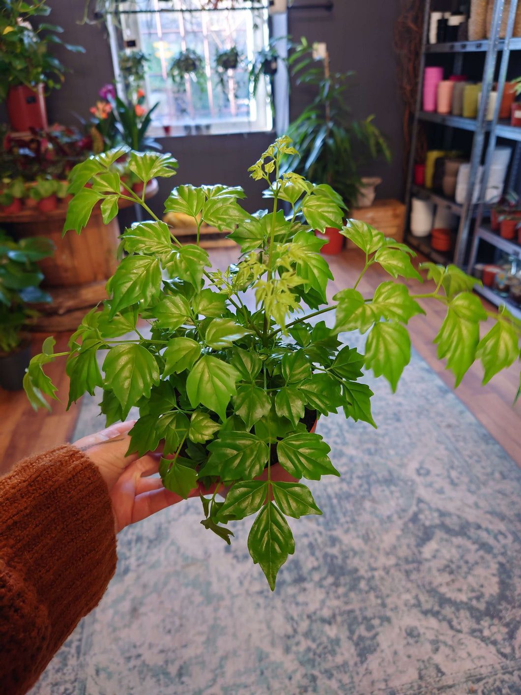 Radermachera sinica - China Doll Plant Ø12cm 22cm
