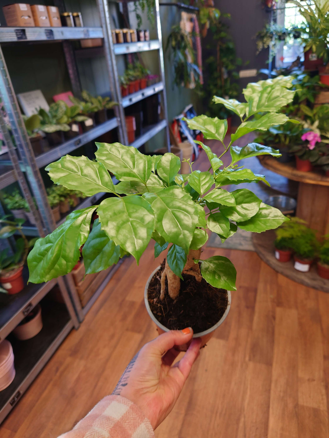 Radermachera sinica - China Doll Plant Ø12cm 30cm