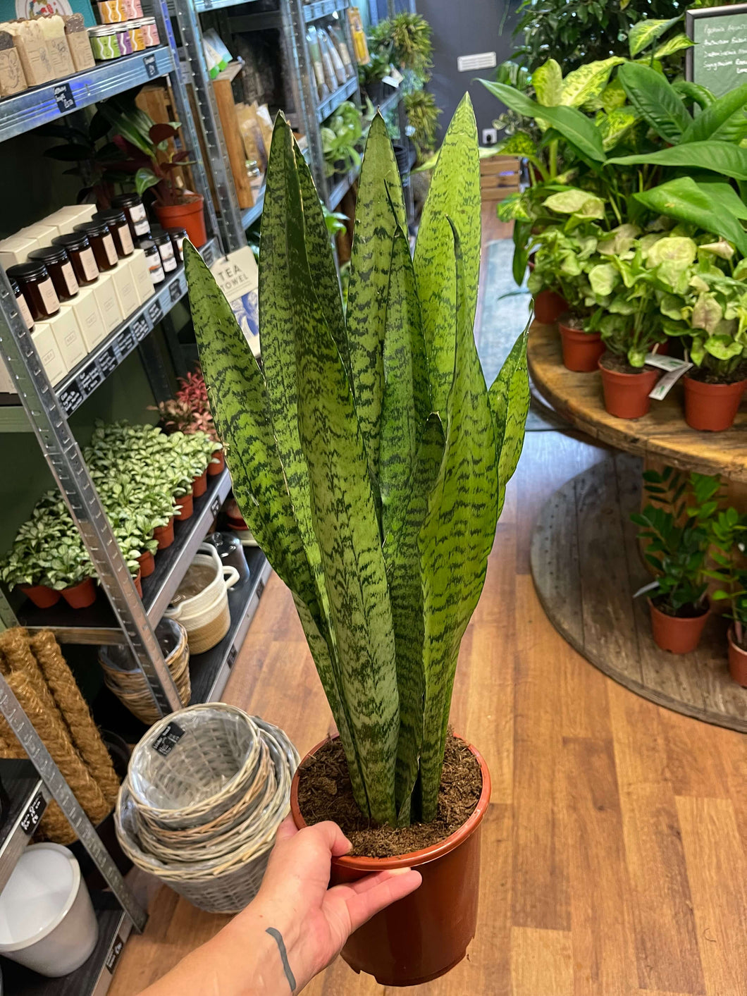Sansevieria zeylanica Ø17cm 70cm