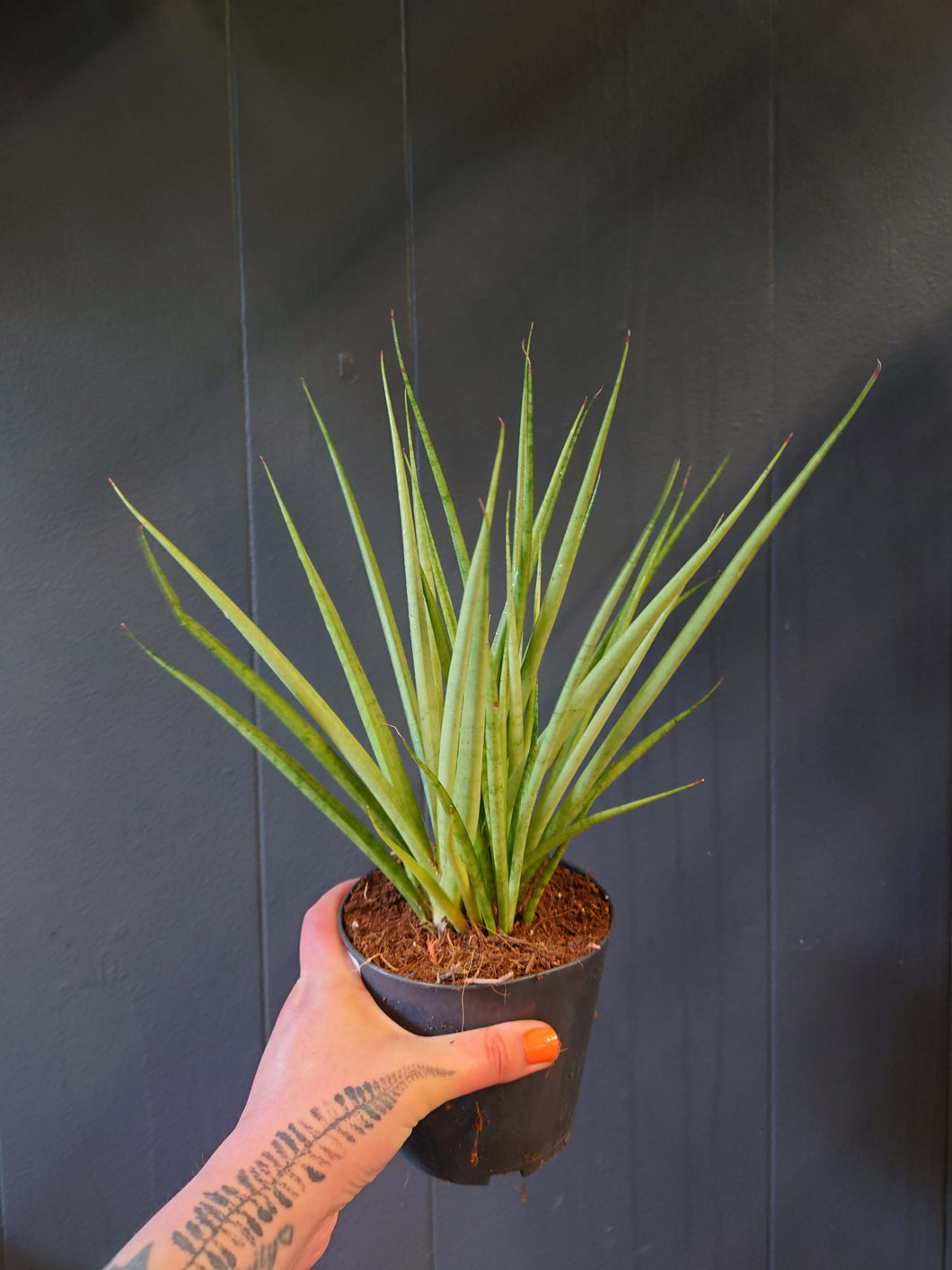 Sansevieria cylindrica ‘Medusa’ Ø12cm 55cm