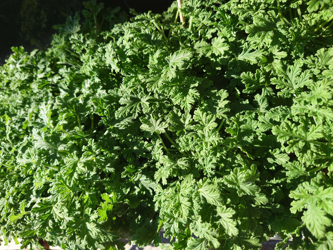 Pelargonium graveolens - scented geranium Ø12cm 30cm