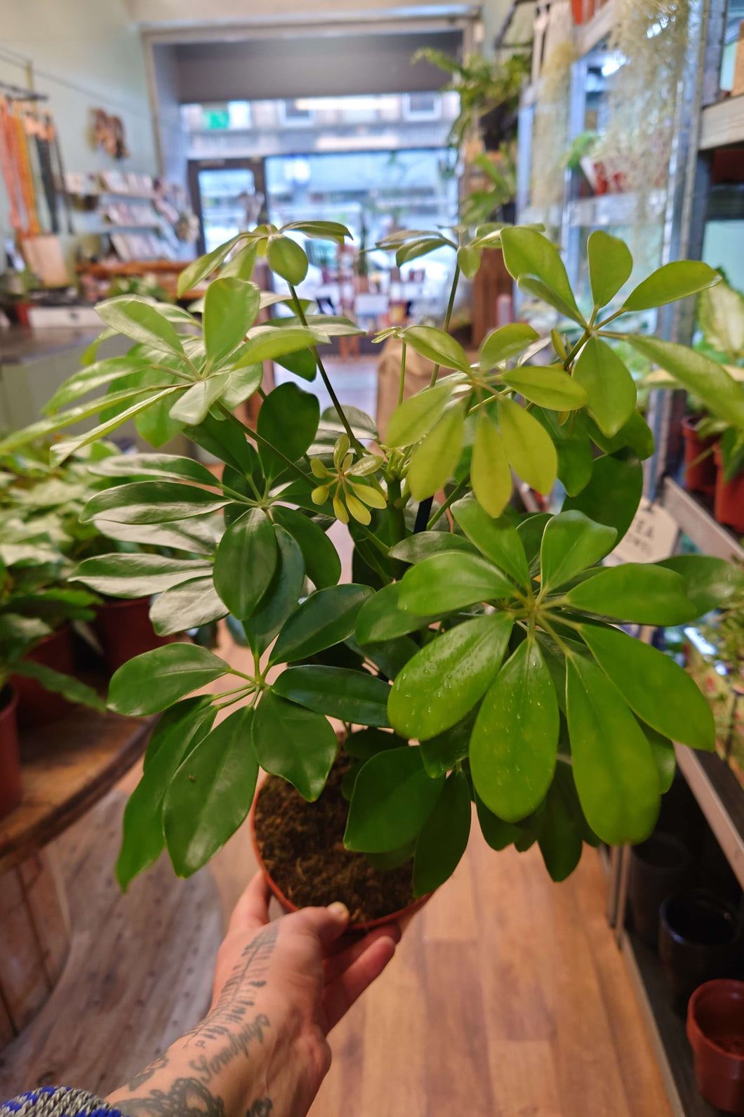Schefflera arboricola ‘Nora’ – Umbrella Plant Ø13cm 45cm