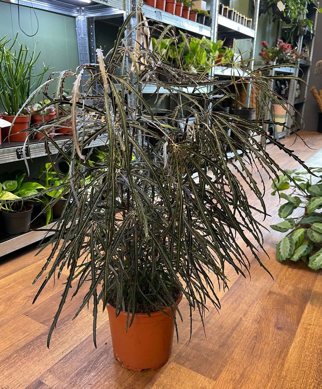 Plerandra elegantissima - False Aralia Ø19cm 65cm