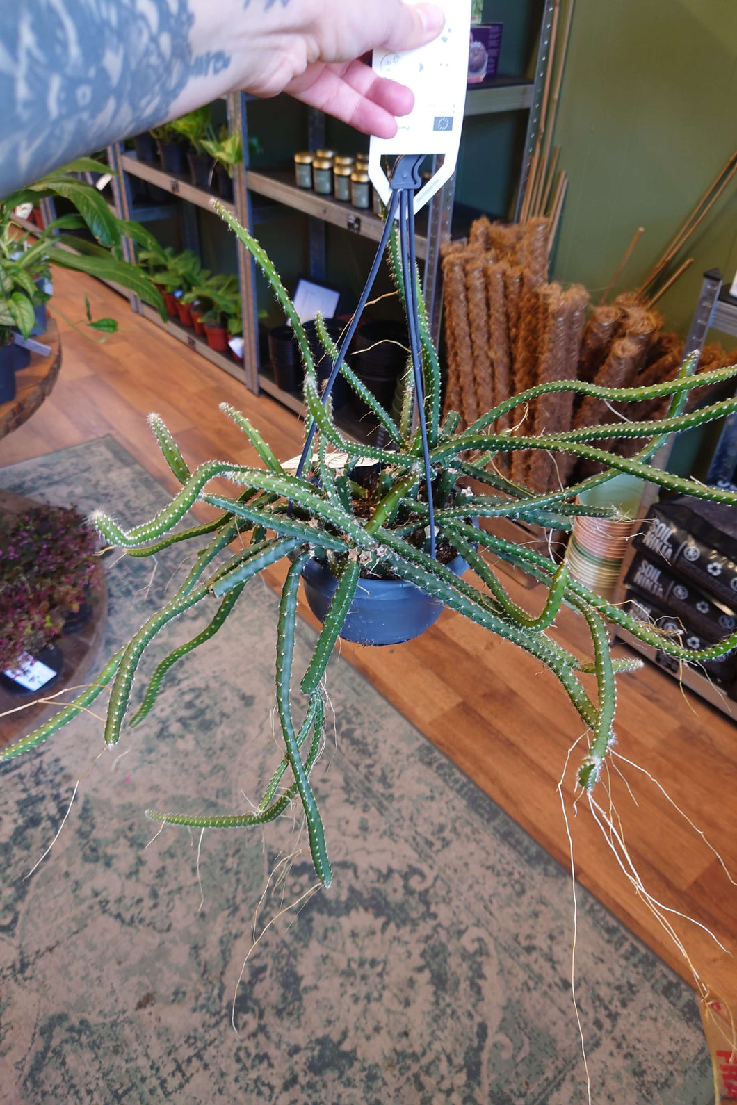 Selenicereus grandiflorus - Queen of the Night Ø14 50cm