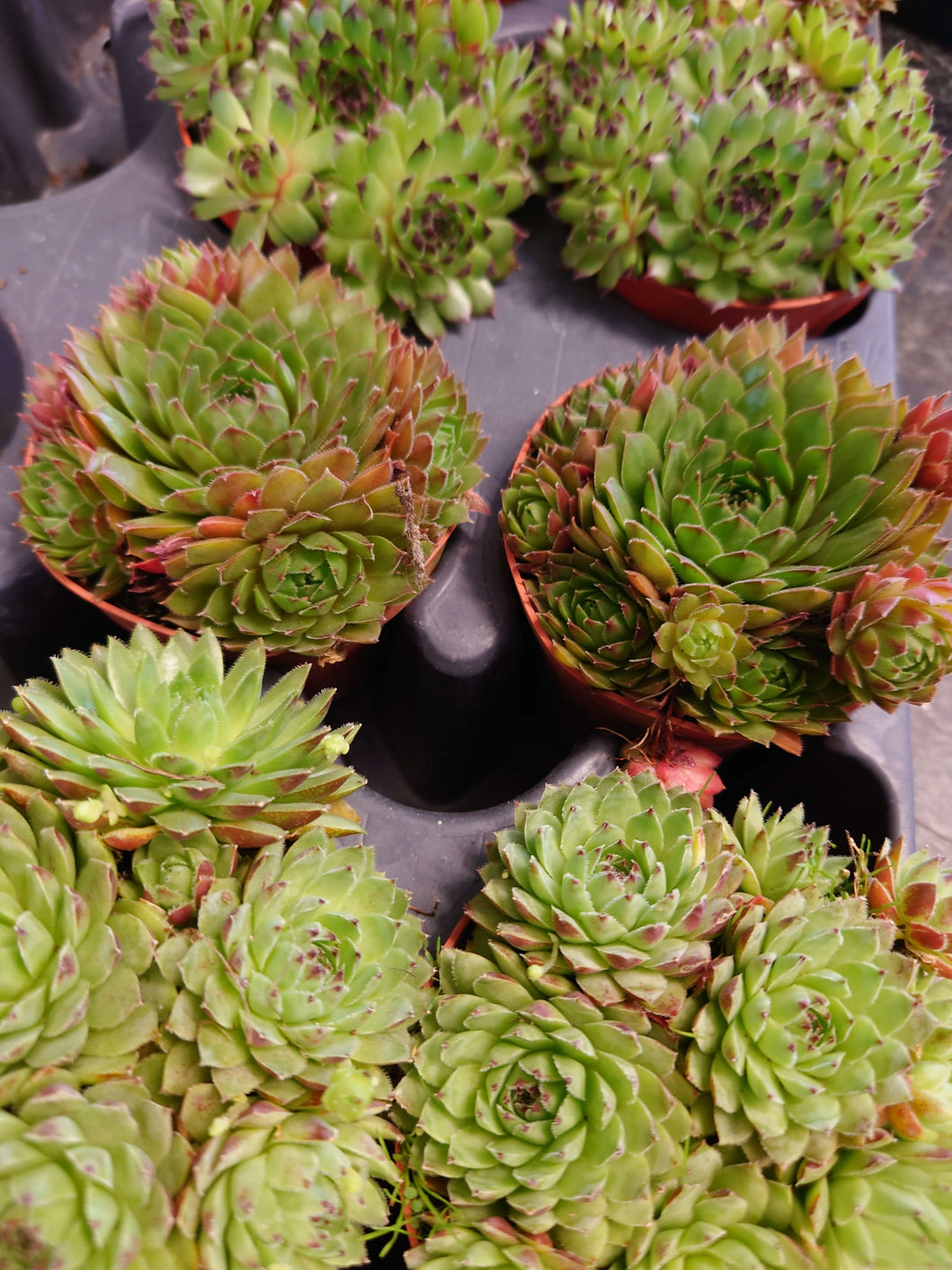Sempervivum mix - Hens and Chicks 10.5cm 12cm