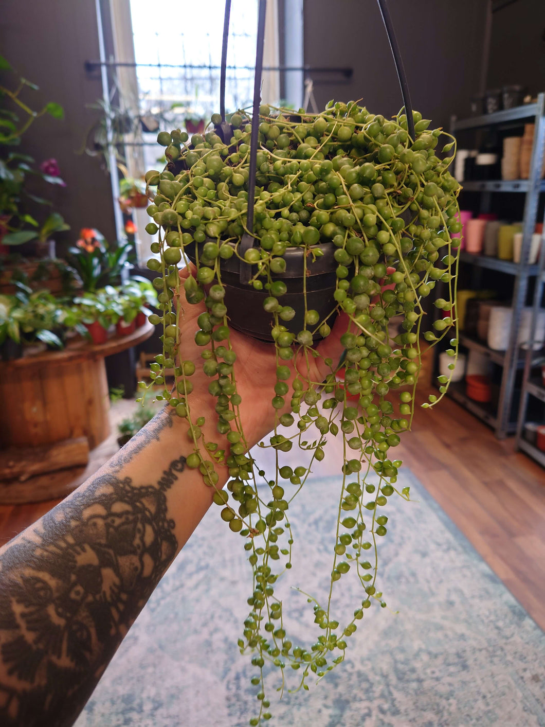 Senecio herreianus – String of Beads Ø14cm 20cm