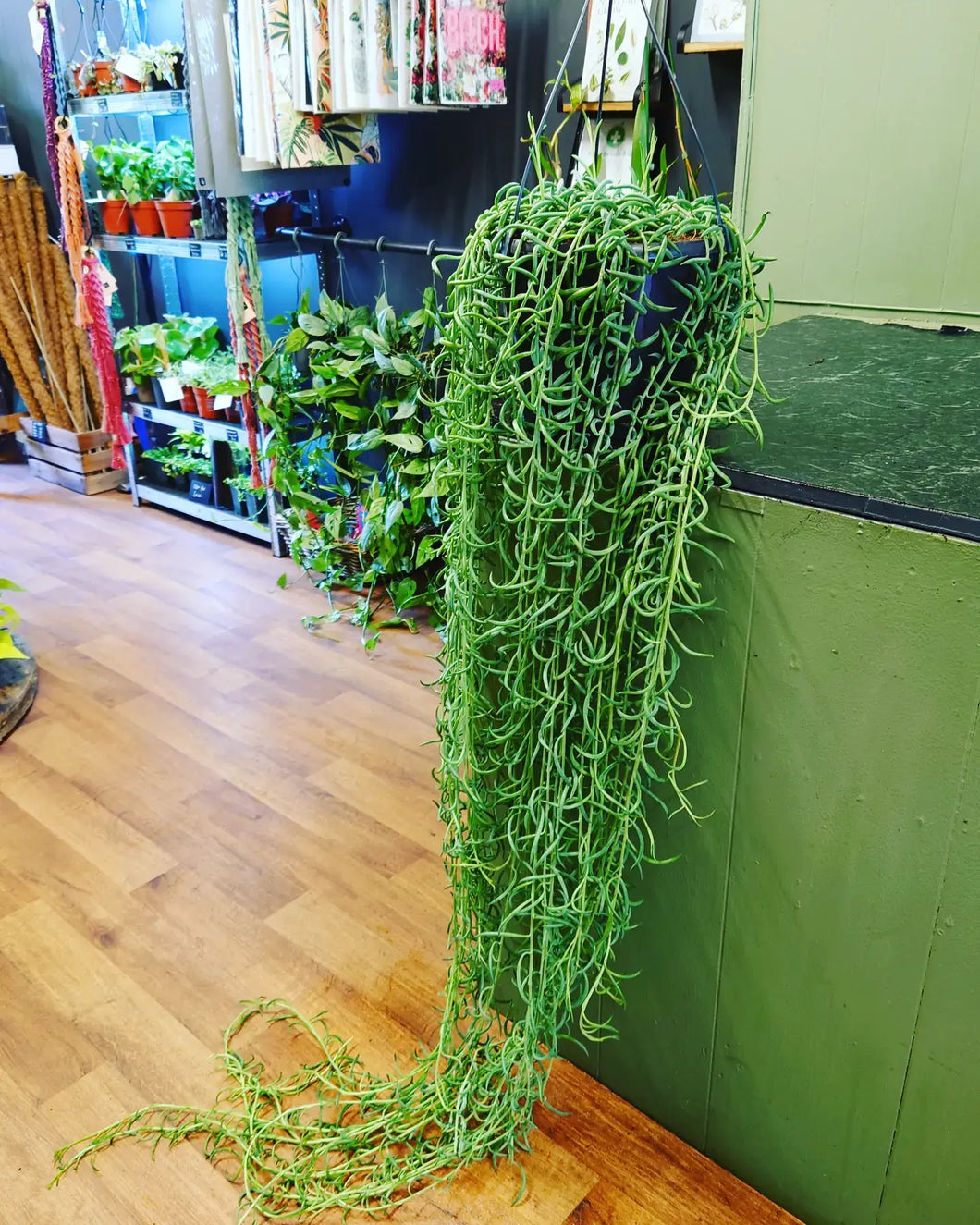 Senecio Radicans – String of Bananas Ø25cm 130cm