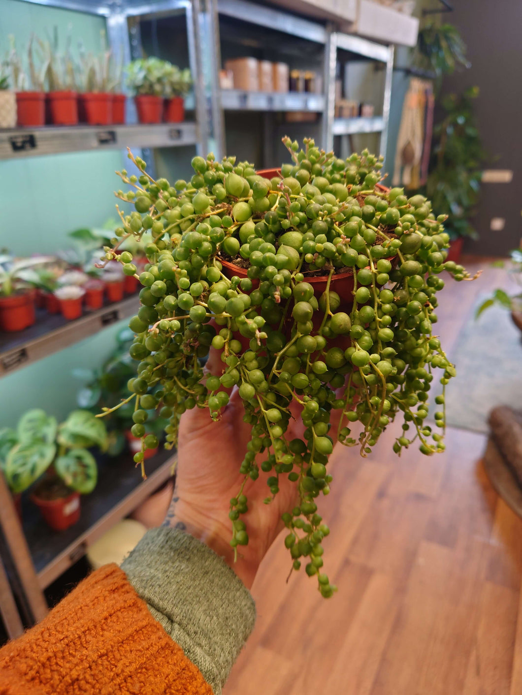 Senecio rowleyanus – String of Pearls Ø10.5cm 20cm
