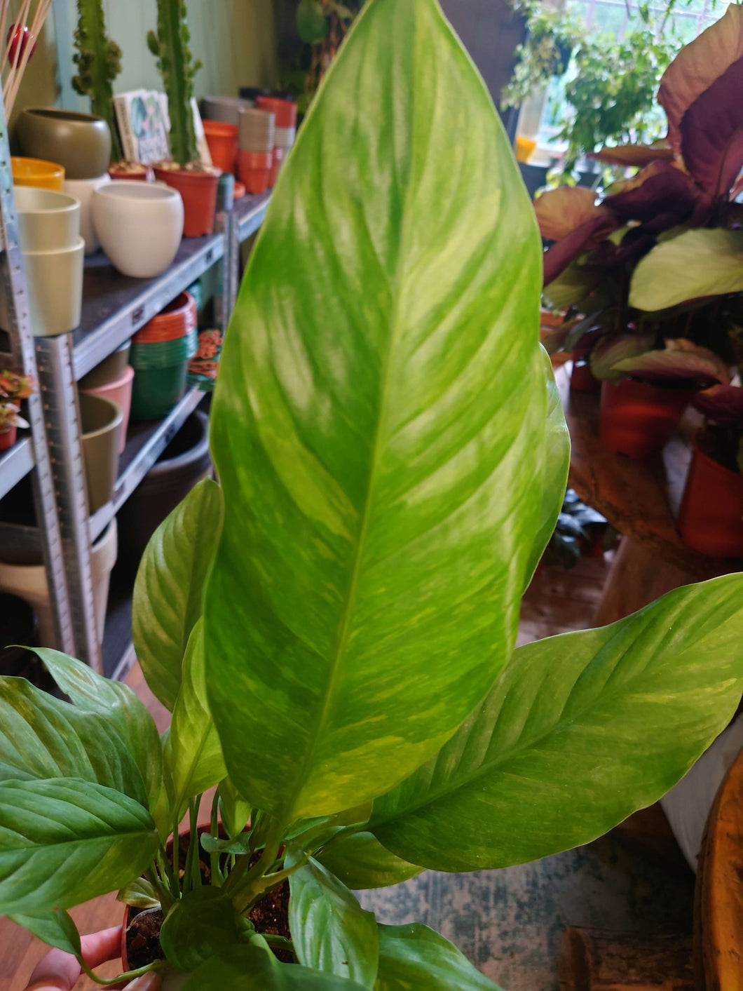 Spathiphyllum aurea - Variegated Ø10.5cm 20cm