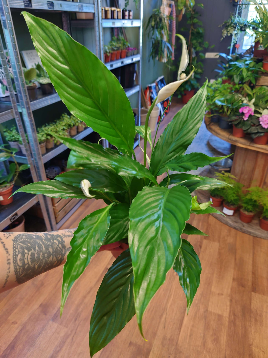 Spathiphyllum ‘Sweet Chico’ - Peace Lily Ø13cm 55cm