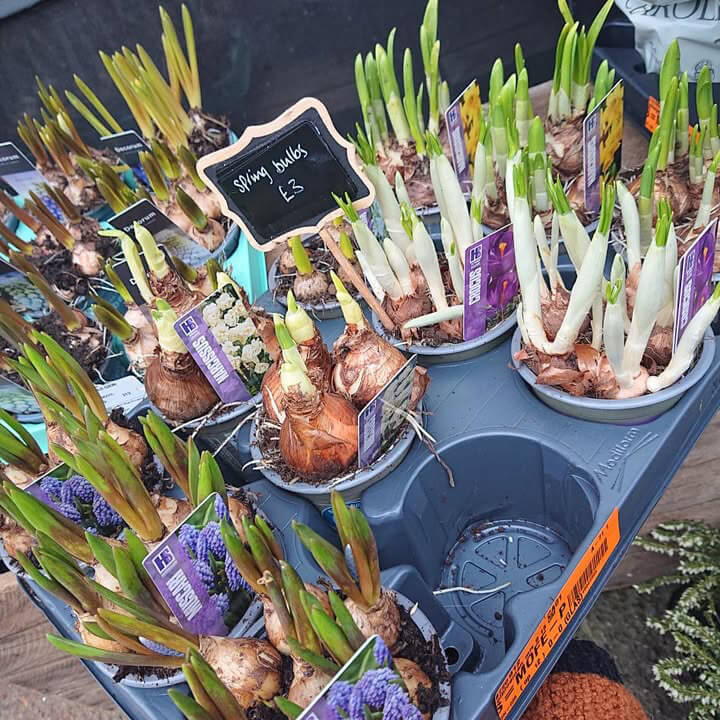 Spring Bulb mix Ø9cm 20cm