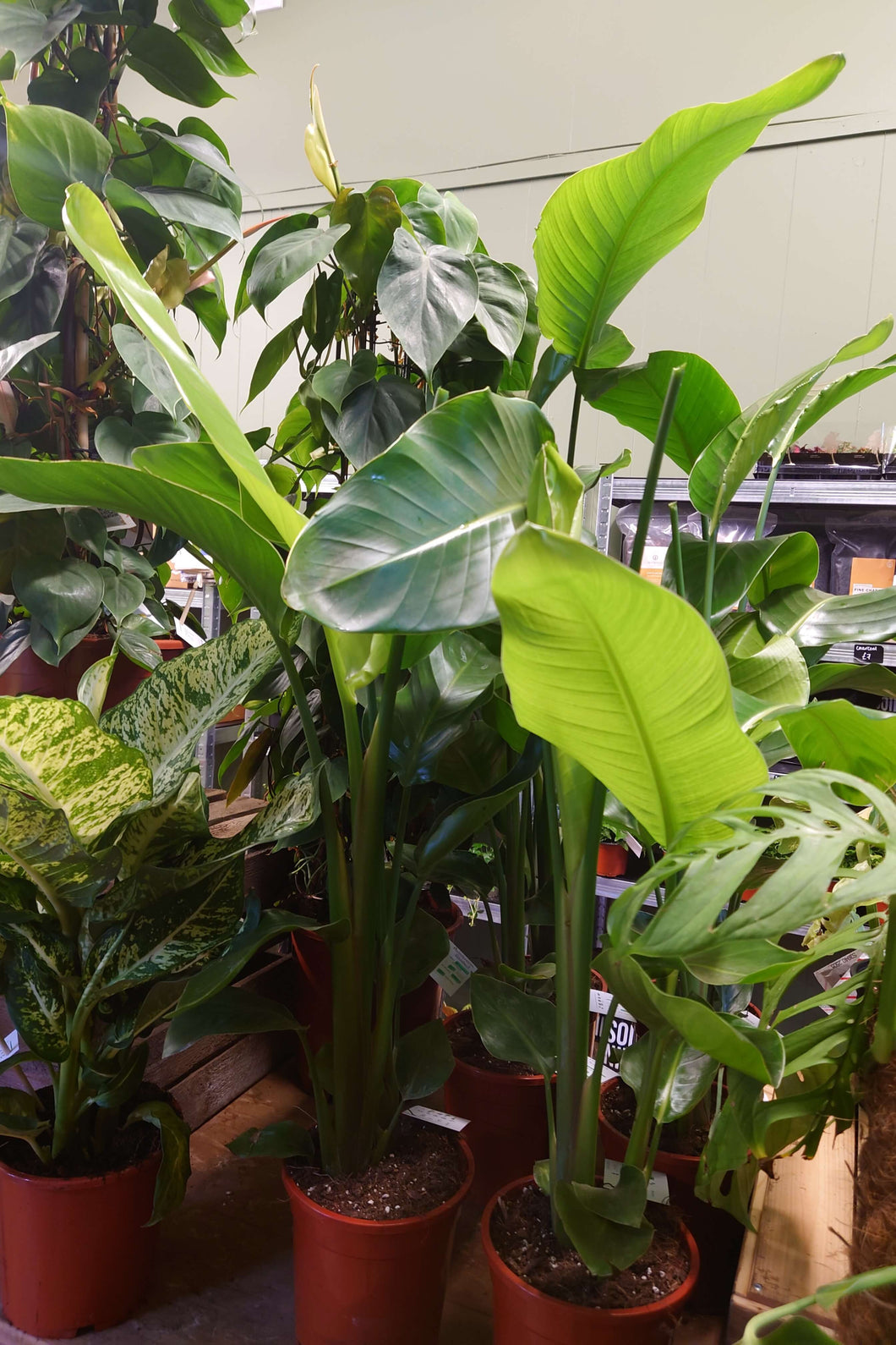 Strelitzia nicolai – Bird of Paradise Ø24cm 100cm