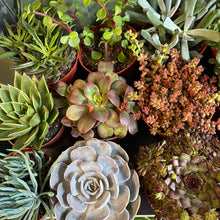 Load image into Gallery viewer, Succulent Mix
