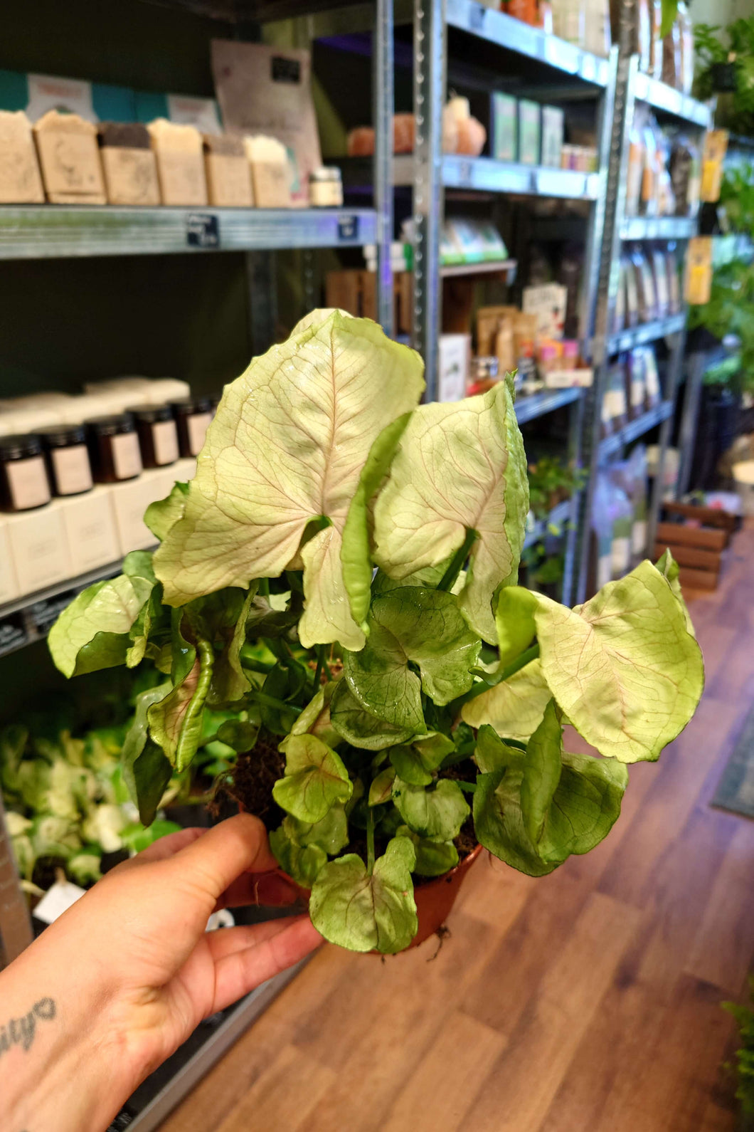 Syngonium ‘Roxanna’ Ø12cm 20cm