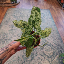 Load image into Gallery viewer, Syngonium podophyllum mix Ø12cm 25cm
