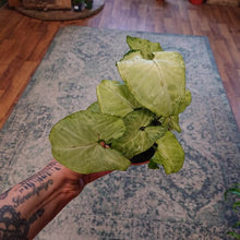 Load image into Gallery viewer, Syngonium podophyllum mix Ø12cm 25cm
