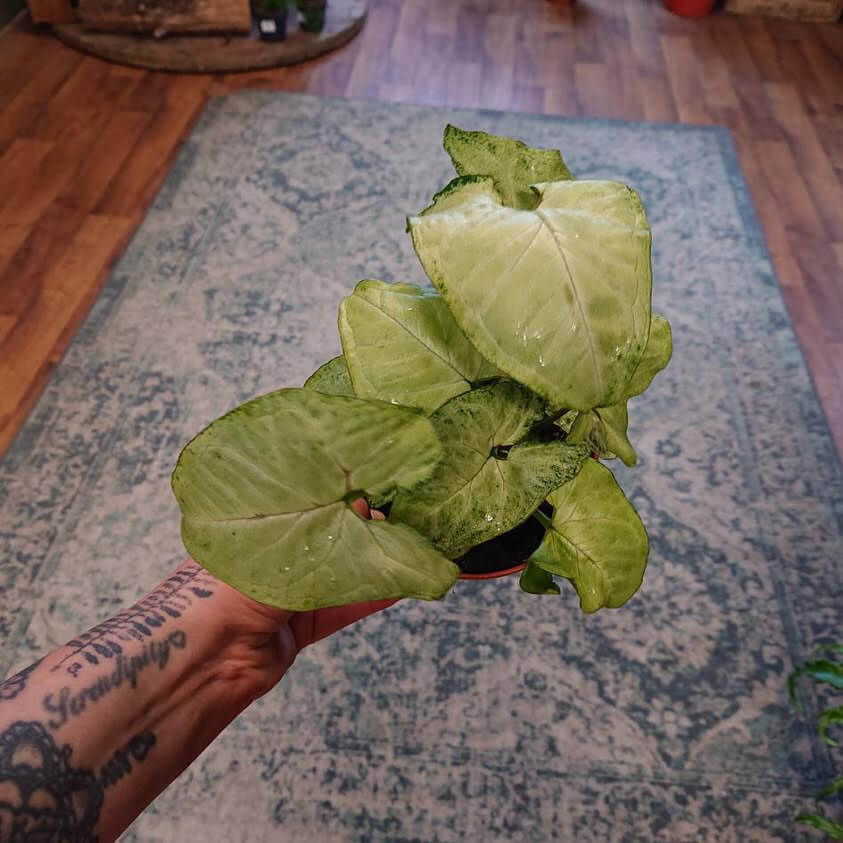 Syngonium podophyllum mix Ø12cm 25cm