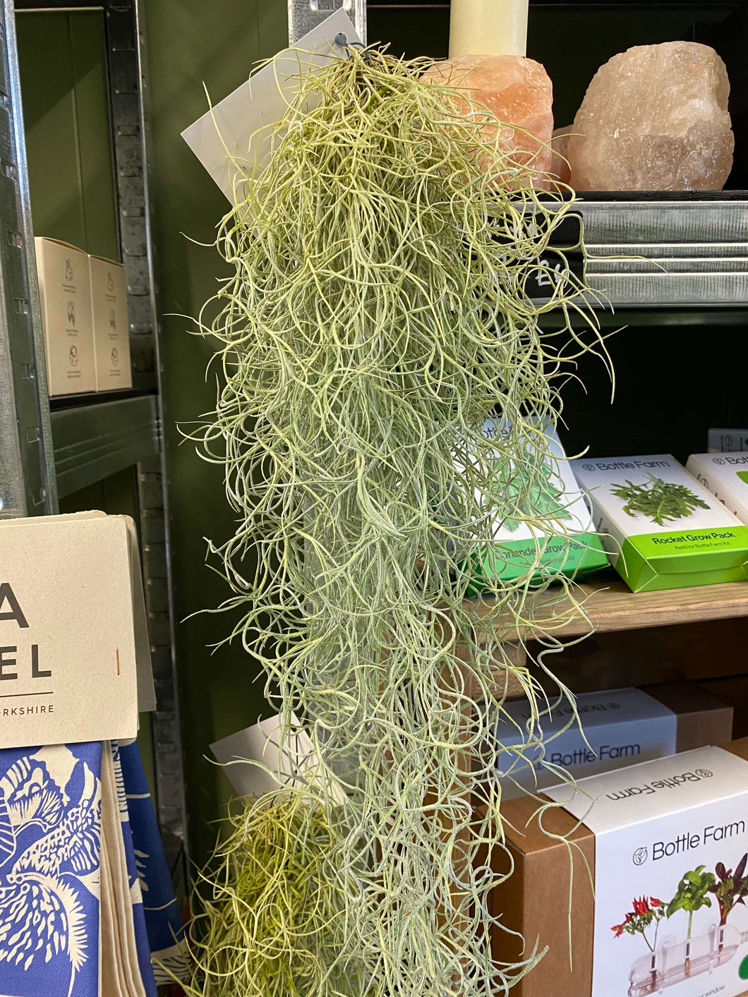 Tillandsia usneoides – Spanish Moss  50cm