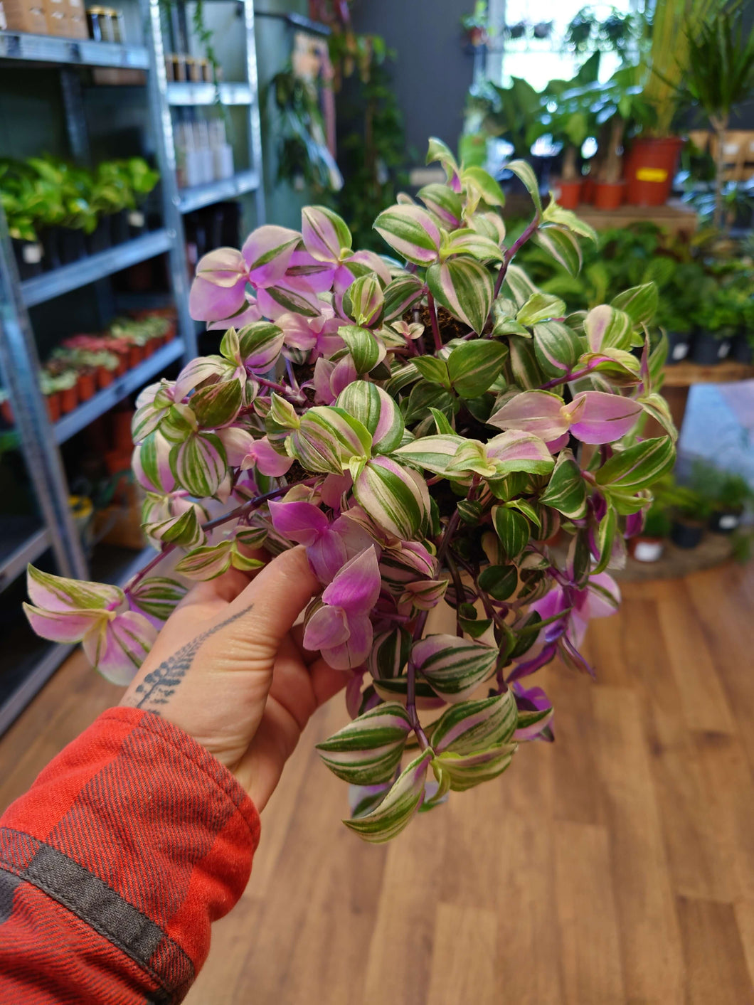 Tradescantia fluminensis - ‘Tricolor’ Ø12cm 15cm