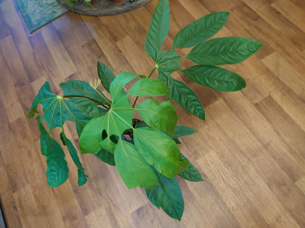 Trevesia burckii Ø14cm 60cm