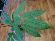 Load image into Gallery viewer, Trevesia burckii Ø14cm 60cm
