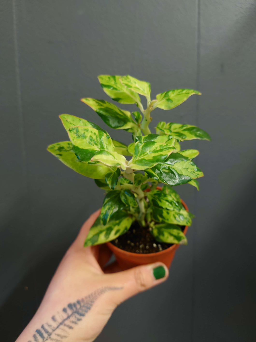 Euphorbia tithymaloides - Variegated Devil’s Backbone Ø8.5cm 20cm
