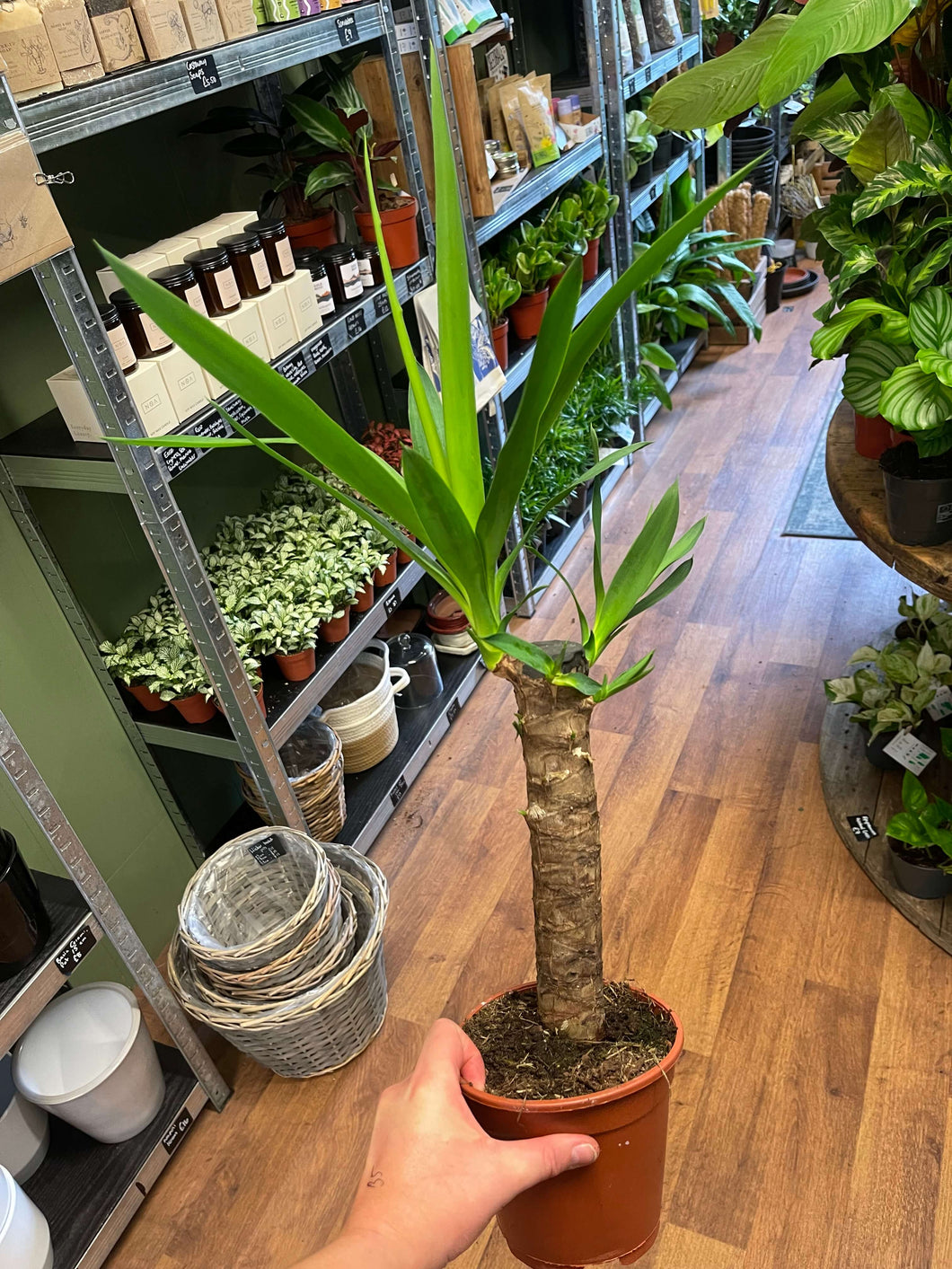 Yucca Ø14cm 65cm