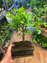 Load image into Gallery viewer, Bonsai Mix Ø15cm 25cm

