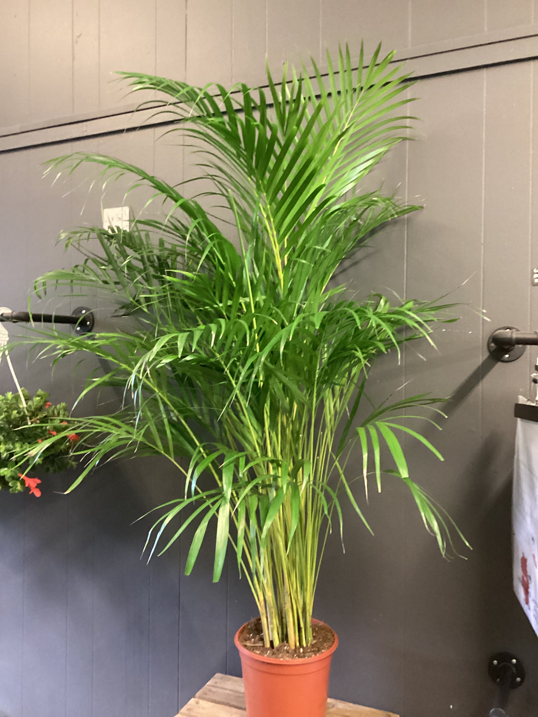 Dypsis lutescens Ø24cm 140cm