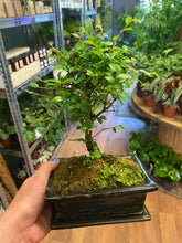 Load image into Gallery viewer, Bonsai Mix Ø15cm 25cm
