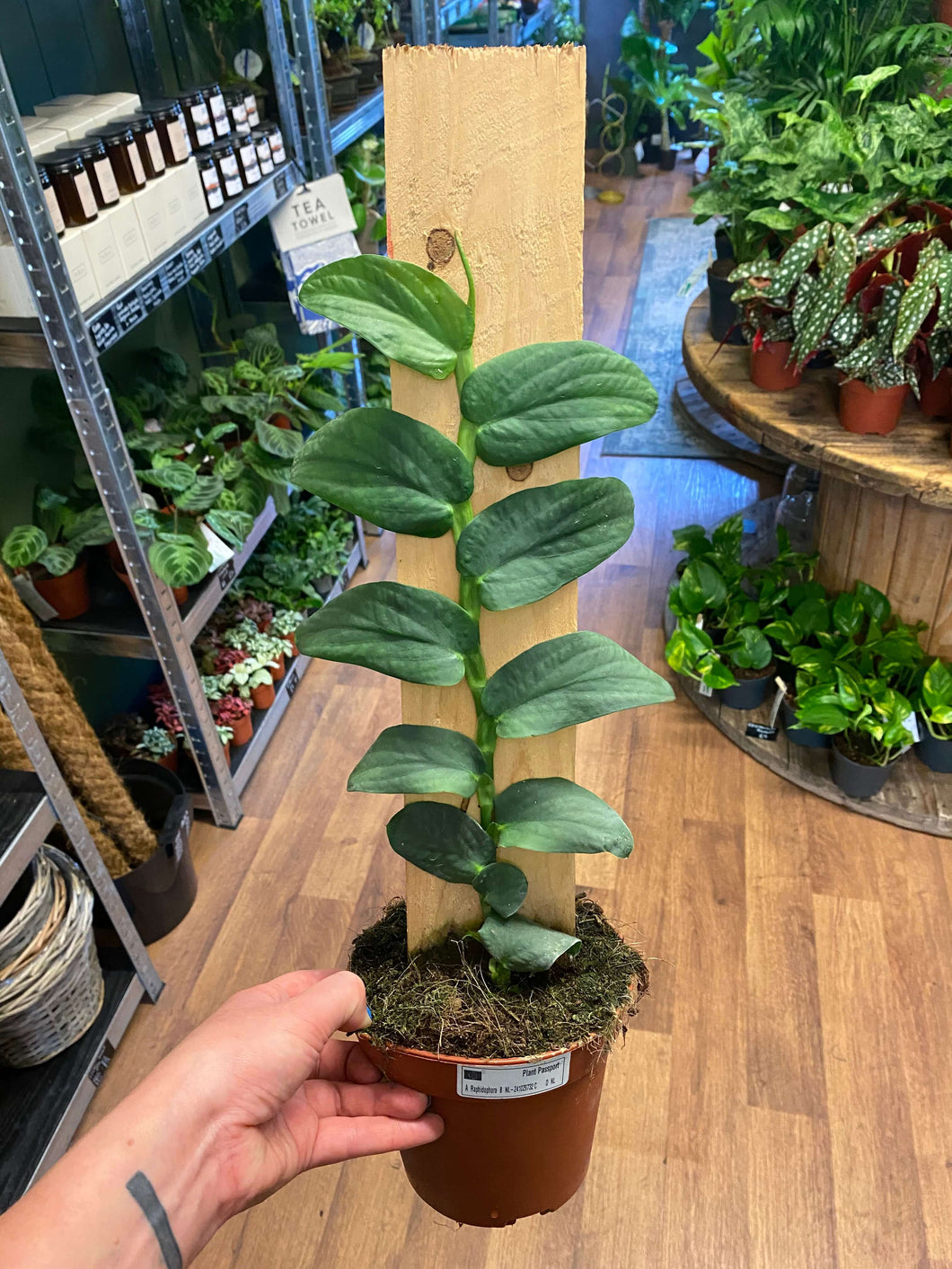 Rhaphidophora Celatocaulis Ø14cm 50cm