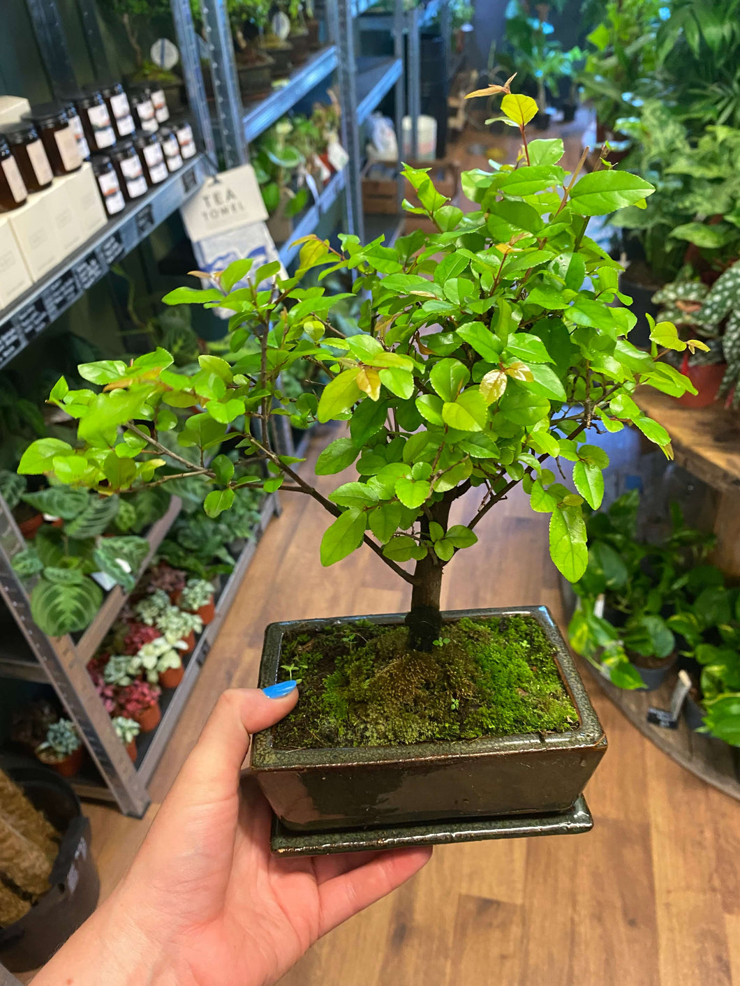 Bonsai Mix Ø15cm 25cm