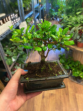 Load image into Gallery viewer, Bonsai Mix Ø15cm 25cm
