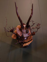 Load image into Gallery viewer, Mounted Deer Skull Display
