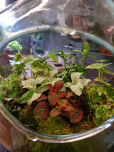 Load image into Gallery viewer, Large Bottle Terrarium
