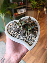 Load image into Gallery viewer, Succulent Heart Bowl
