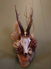 Load image into Gallery viewer, Mounted Deer Skull Display
