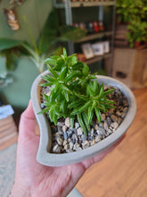 Load image into Gallery viewer, Succulent Heart Bowl
