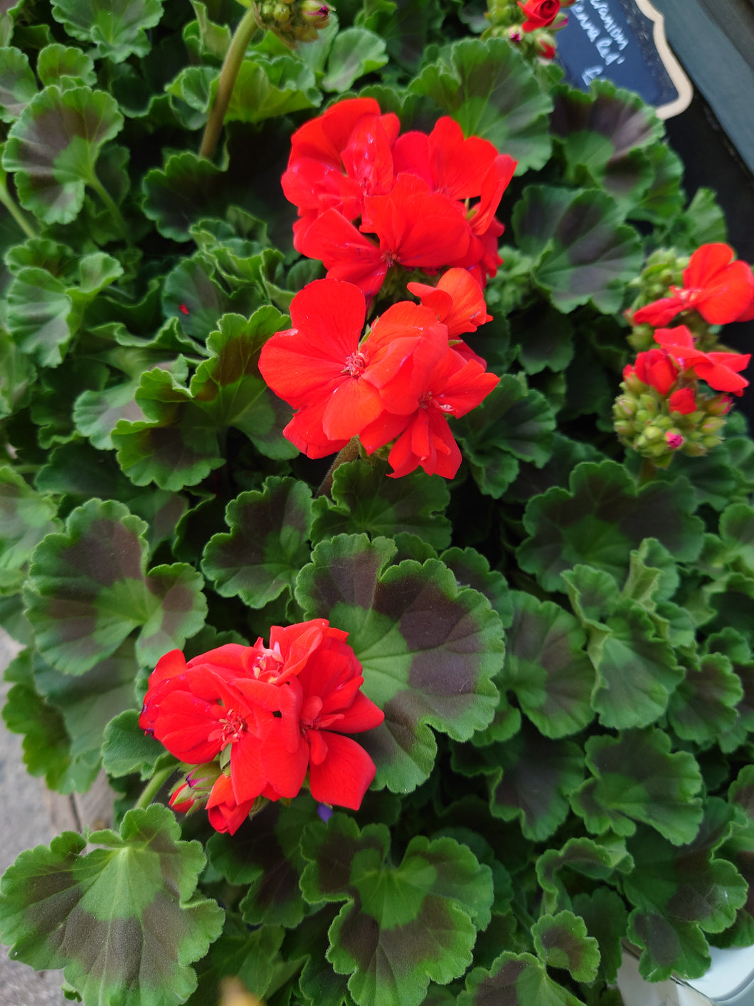 Pelargonium zonale toscana ‘Senna Red’ -geranium Ø10.5cm 22cm