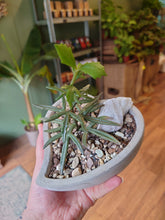 Load image into Gallery viewer, Succulent Heart Bowl
