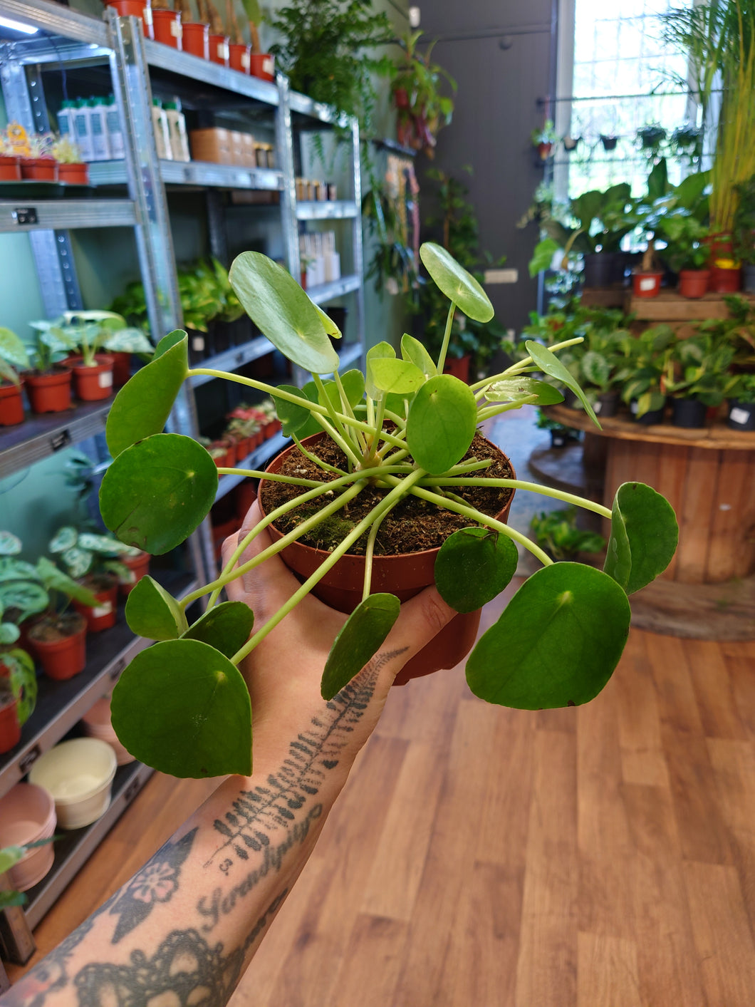 Pilea peperomioides Ø13cm 20cm