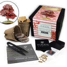 Load image into Gallery viewer, Bonsai Tree Growing Kit
