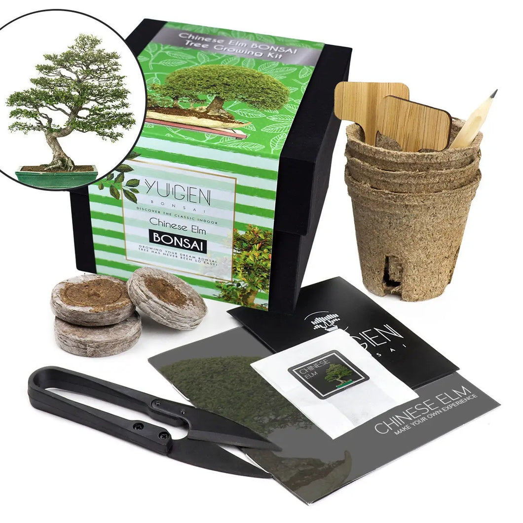 Bonsai Tree Growing Kit