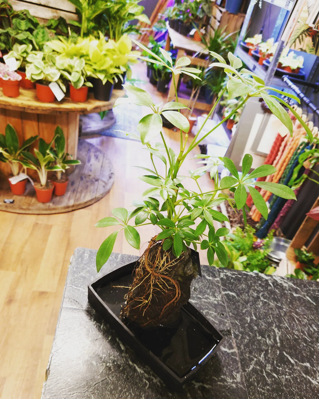 Schefflera ‘Lava Stone’  – Umbrella Plant Ø14cm 30cm