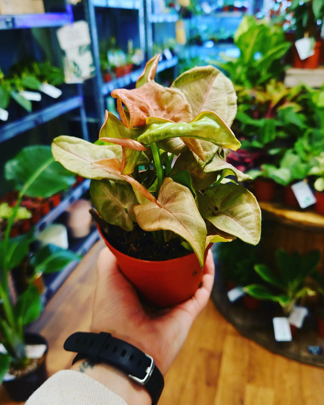 Syngonium Red Heart Ø9.5cm 15cm